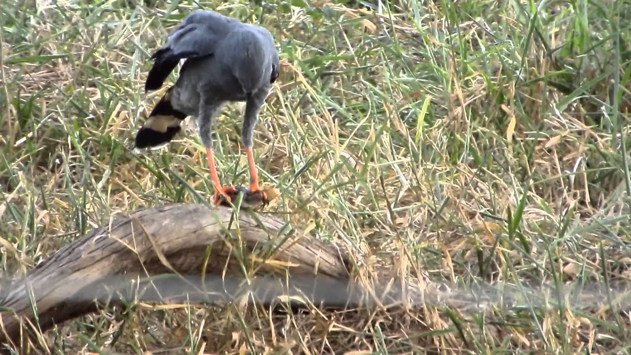 Gavil&aacute;n patilargo (Geranospiza caerulescens) predando un sapo de la ca&ntilde;a (Rhinella marina).