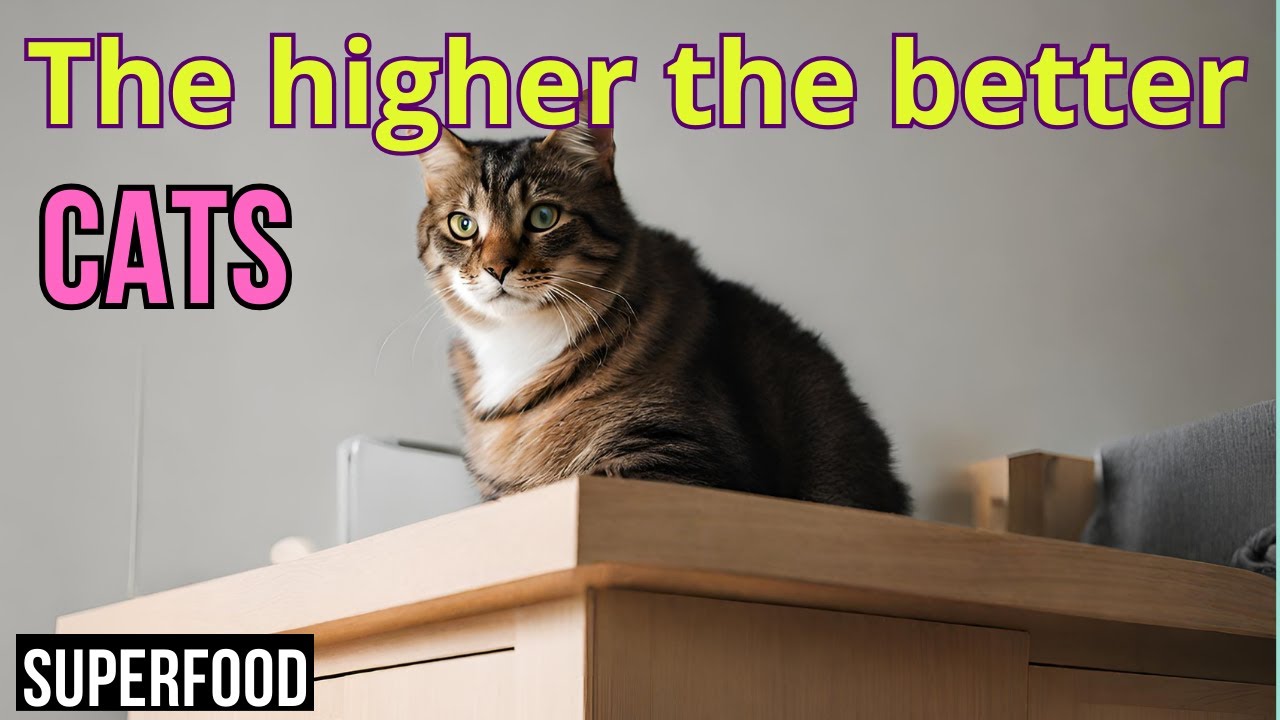 Why Cats Love Heights * A Feline Mystery