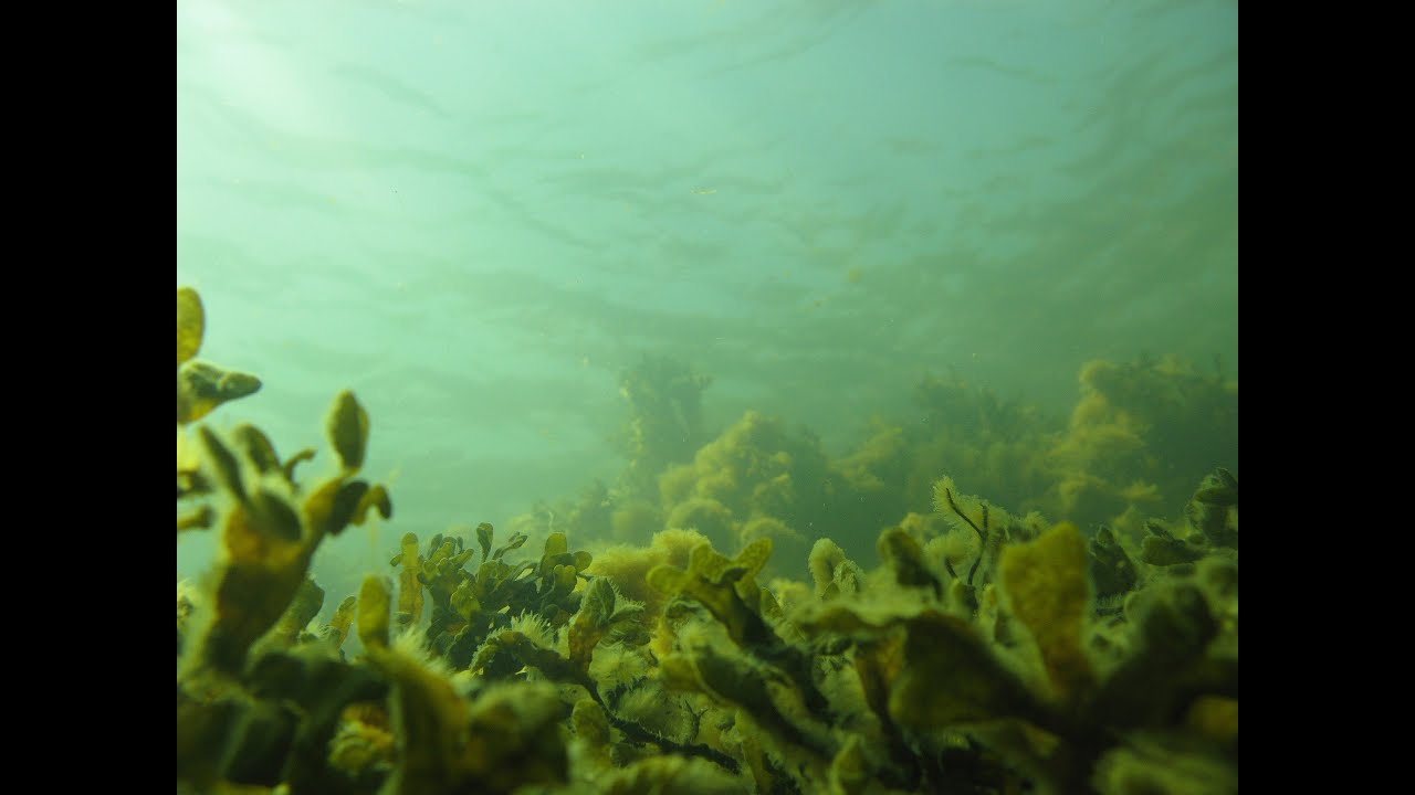 It&auml;meri pinnan alta (lyhyt versio) - Baltic Sea underwater (short version)