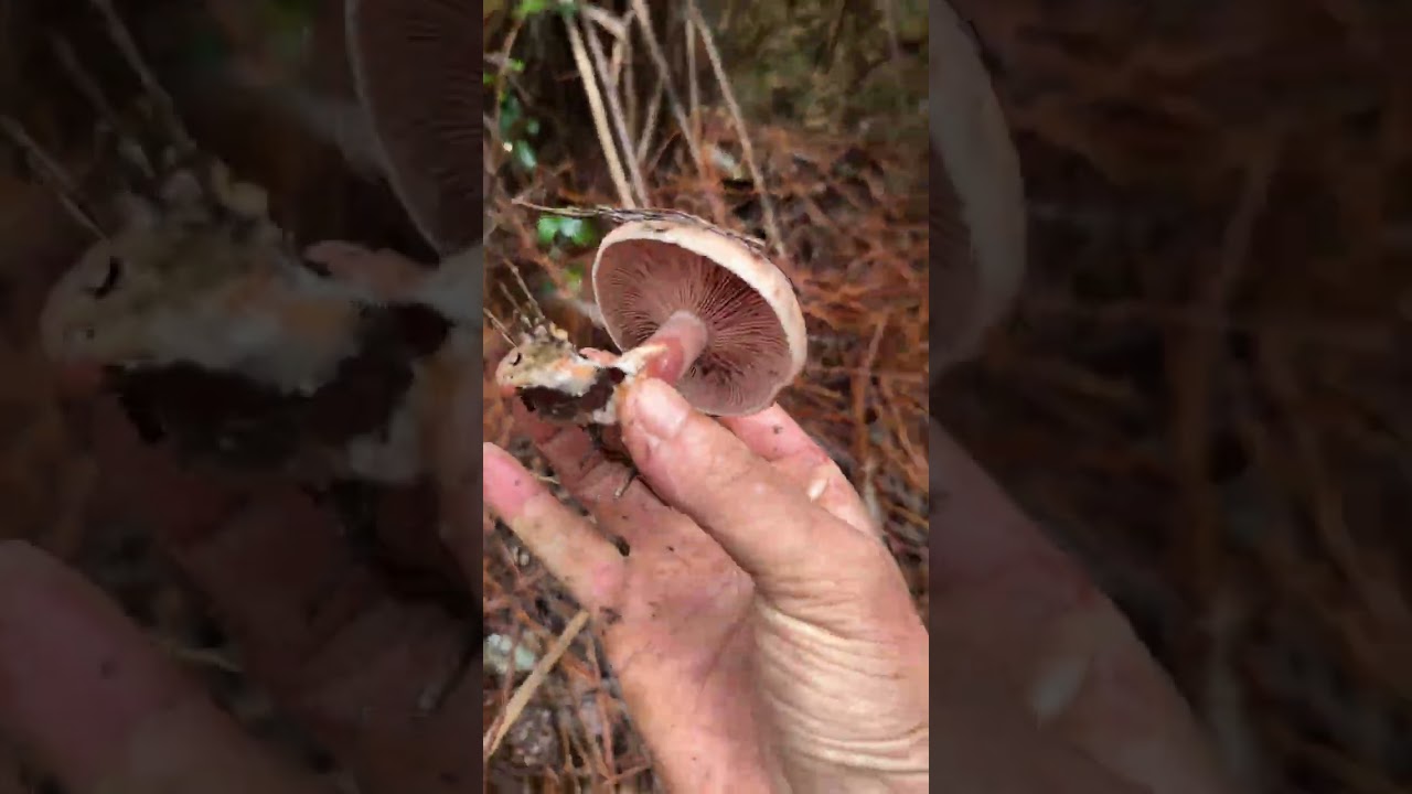 I heard that the season for picking mushrooms has arrived. When I went into the mountains