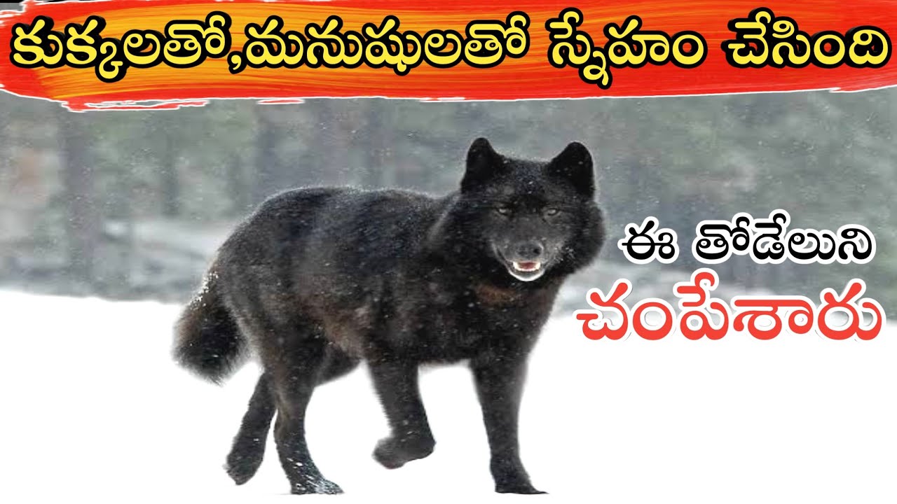 This Wolf Befriended With Dogs And Humans in Telugu | A Wolf Called Romeo Story in Telugu