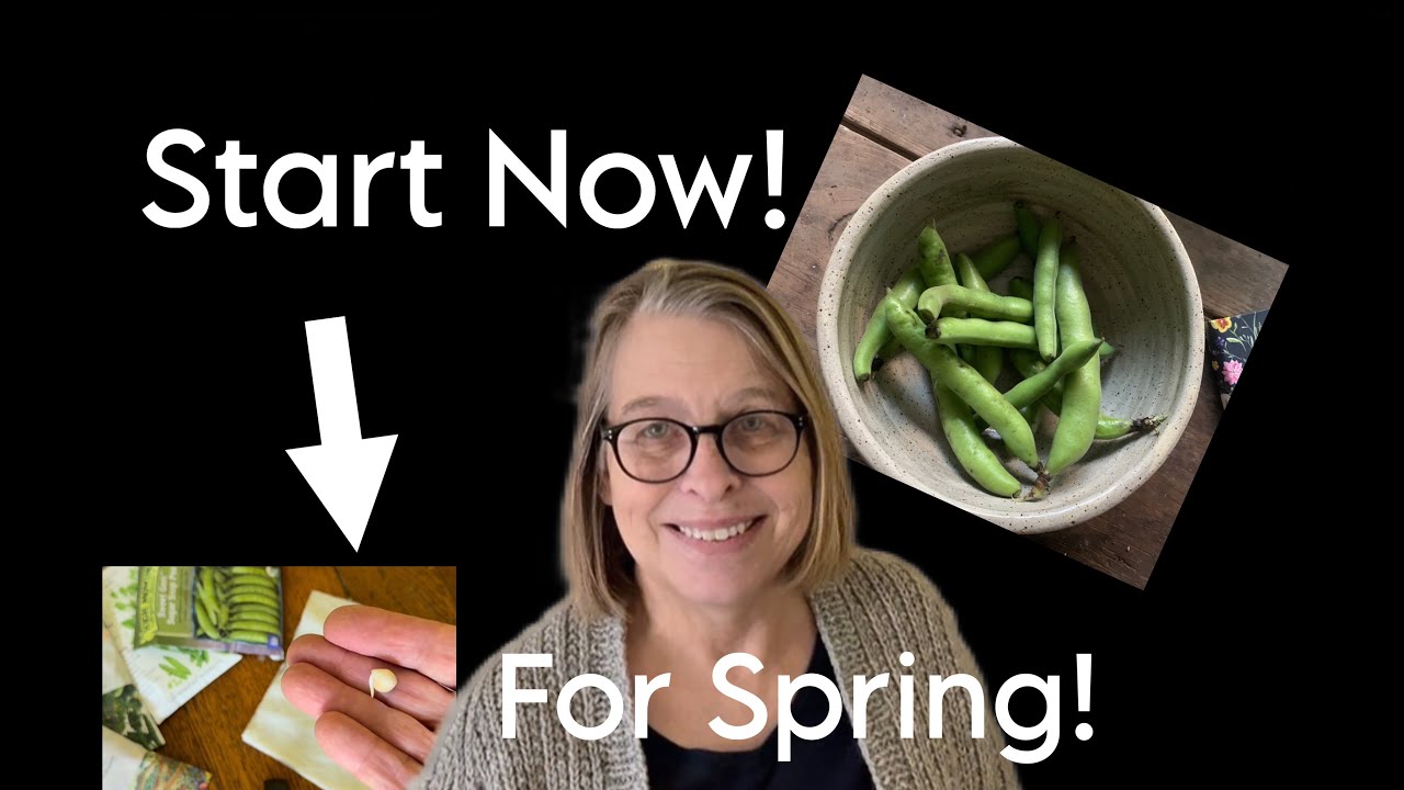 Give Peas A Jump Start: Pre-Sprout Peas The Easy Way