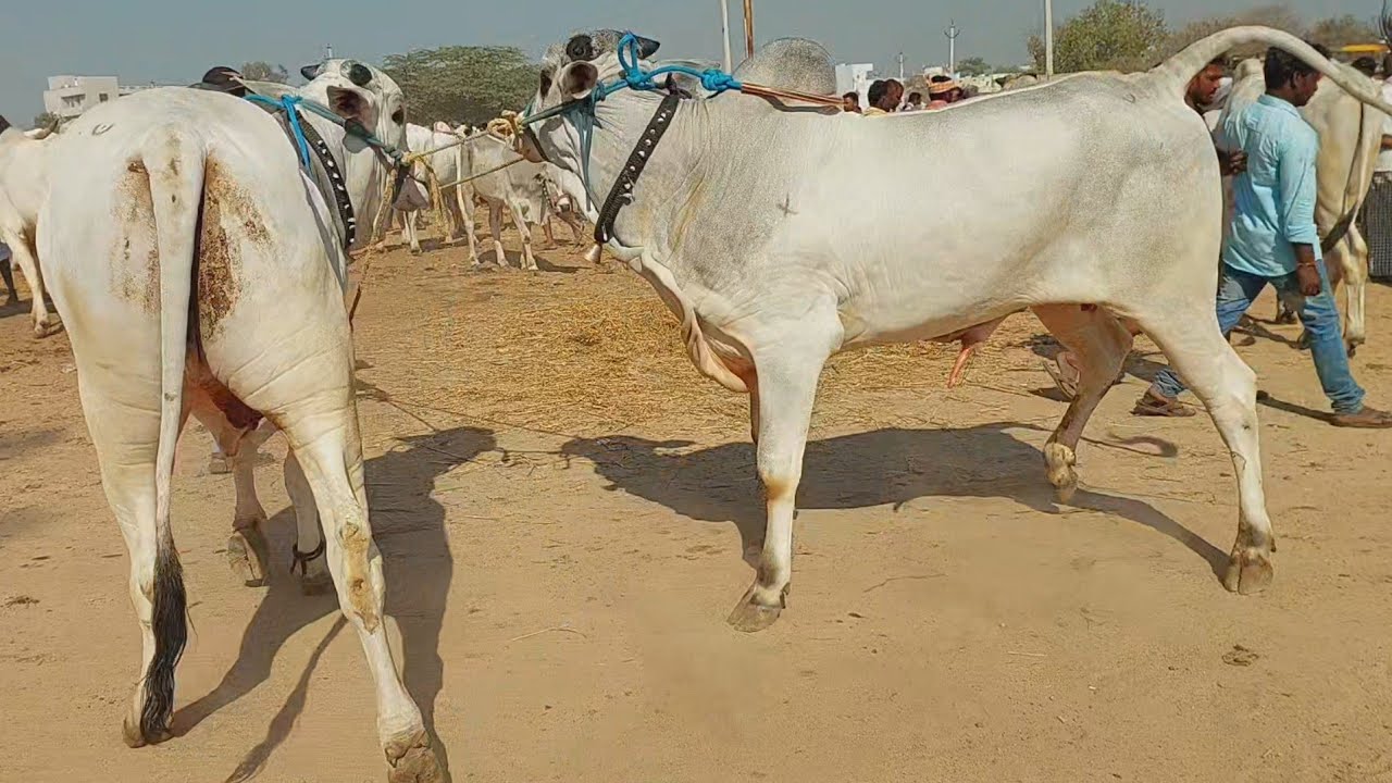 పెబ్బేరు సంతలో భారీ సైజులో ఉన్న పాలపల్ల ఒంగోలు కోడదూడల రేటు | Biggest Ongole Bulls
