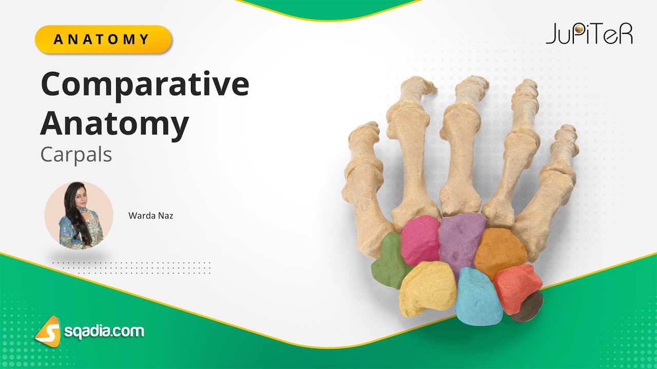 Carpals | Comparative Anatomy | Hand Wrist Bones | Human Anatomy and Physiology | V-Learning&trade;