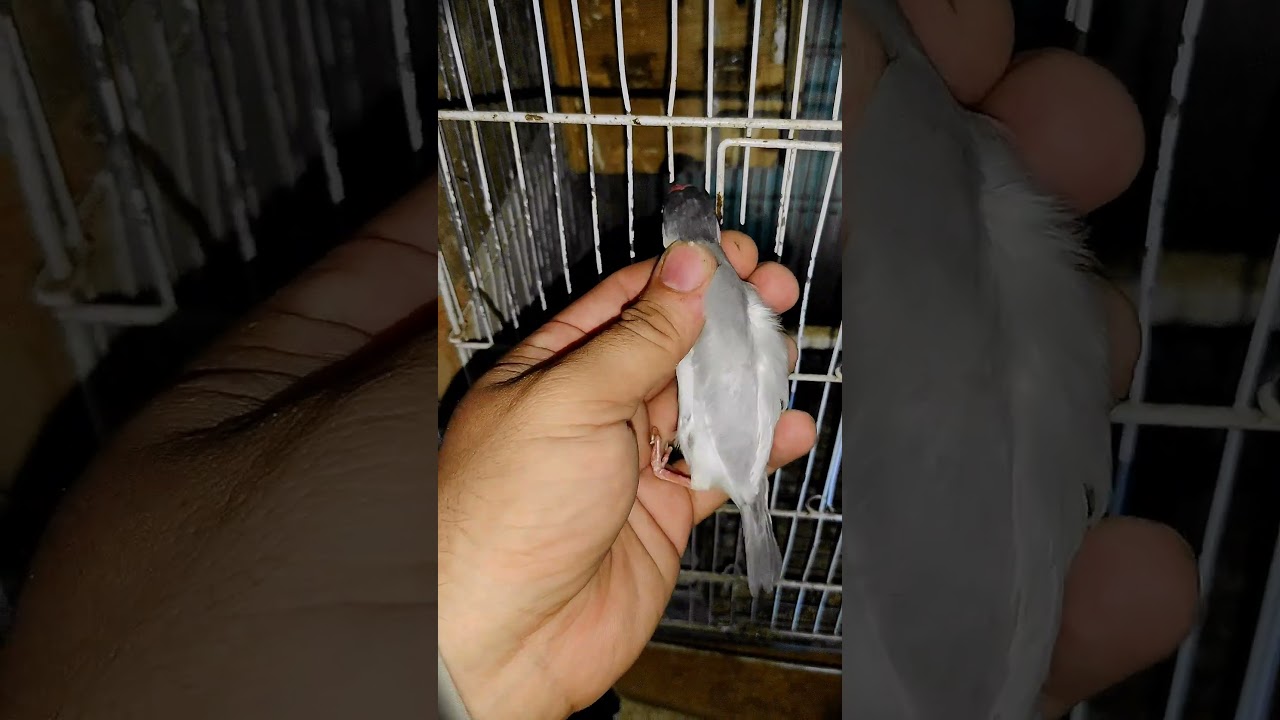 Silver java finch