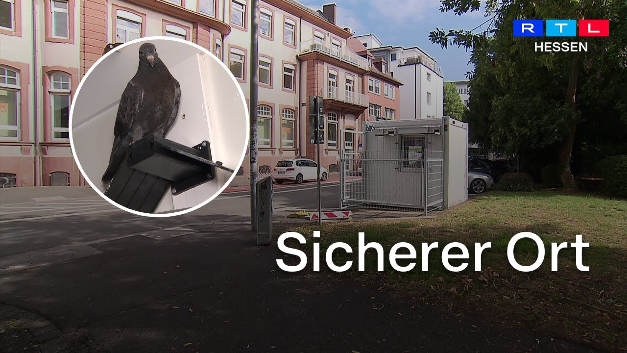 Neues Zuhause f&uuml;r Tauben - Bei diesem Konzept ziehen V&ouml;gel in Container