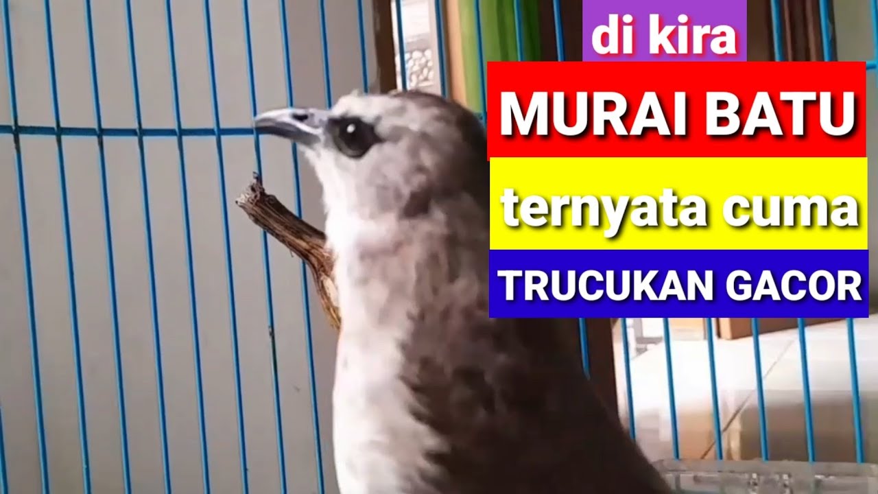 warga pada heboh..semula di kira suara burung MURAI BATU beneran eh ternyata cuma suara TRUCUK GACOR
