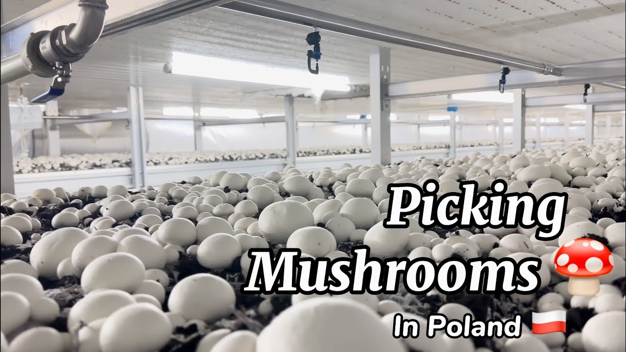 Gusto nyu bang maging isa sa mga mushroom Pickers sa Poland 🇵🇱  ? Apply na! 😇