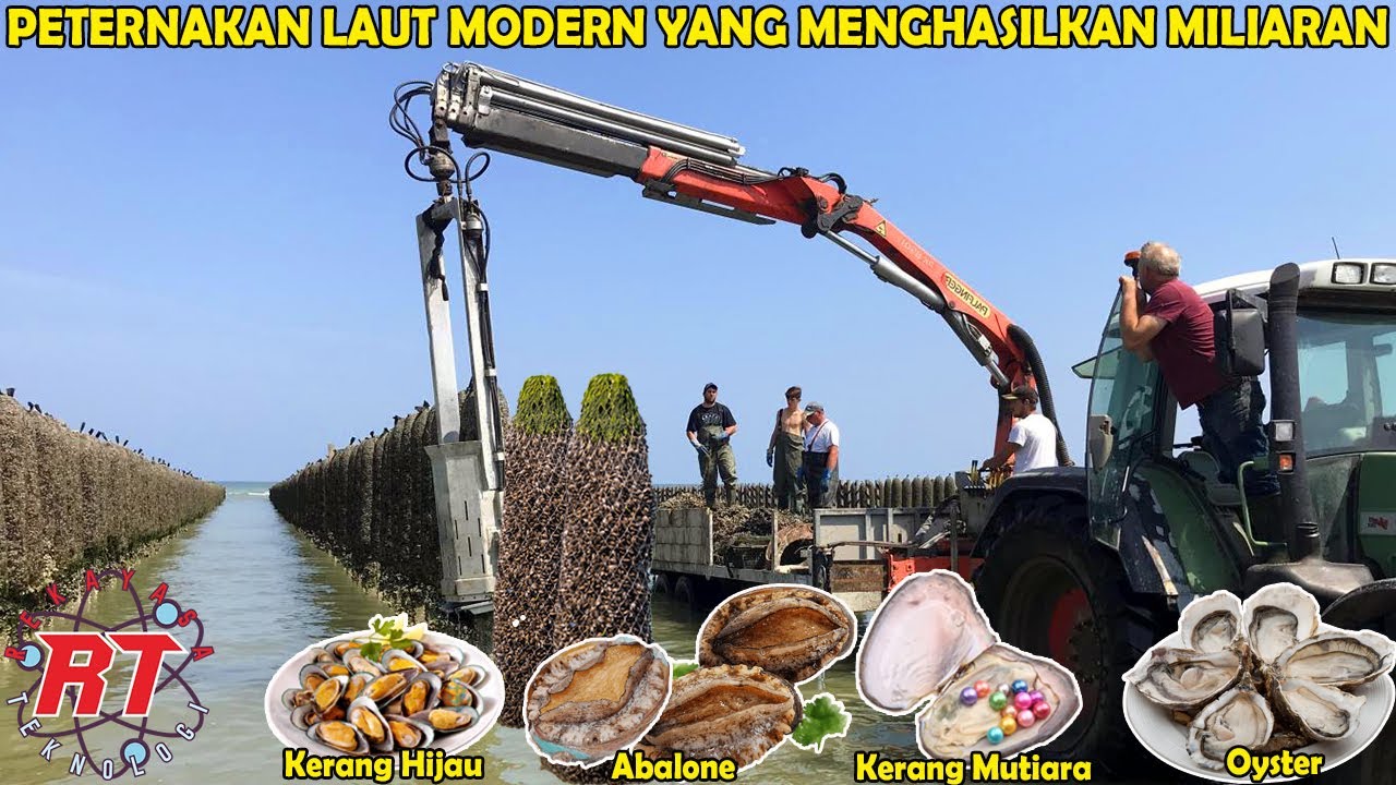 MENGUNGKAP TEKNIK PETERNAKAN LAUT TERMAHAL : DARI ABALONE HINGGA KERANG MUTIARA