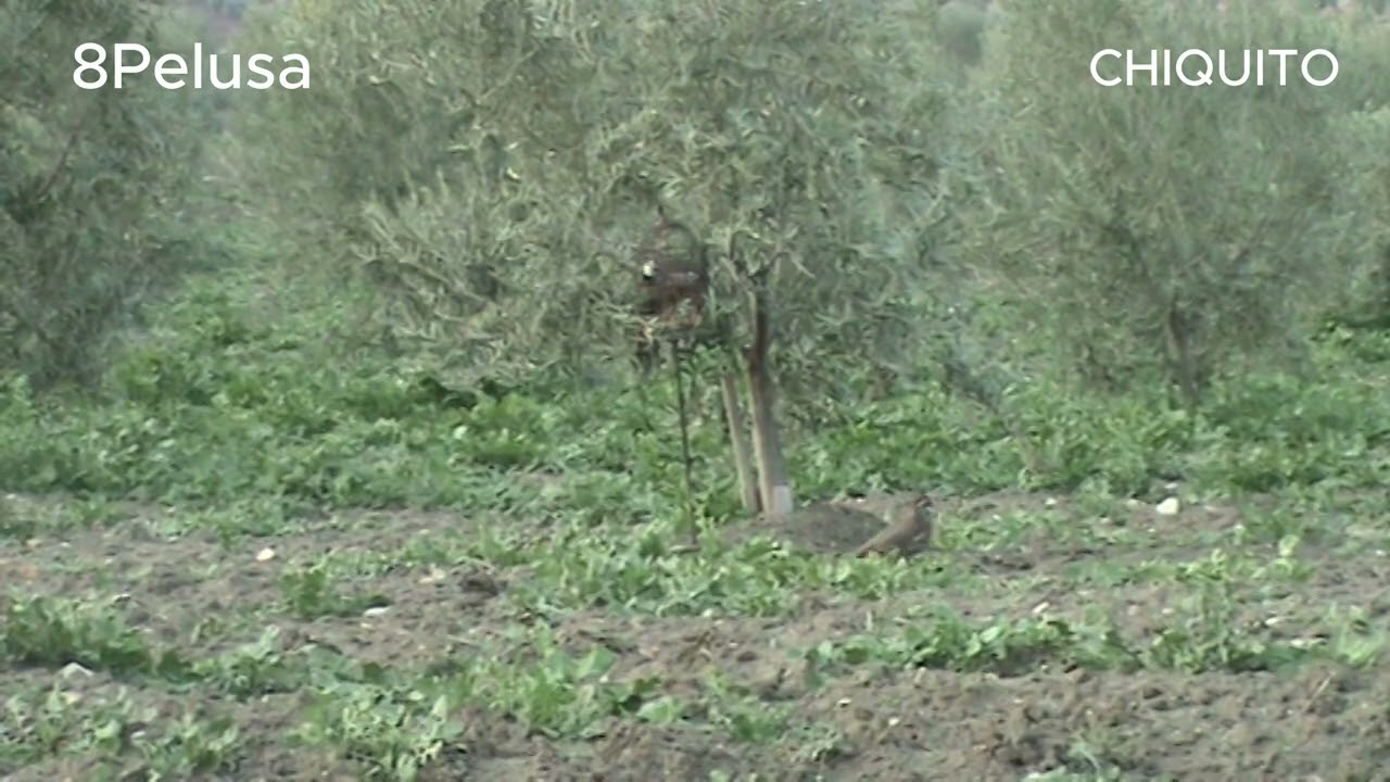 RECLAMO CHIQUITO HOMENAJE 2017-2025