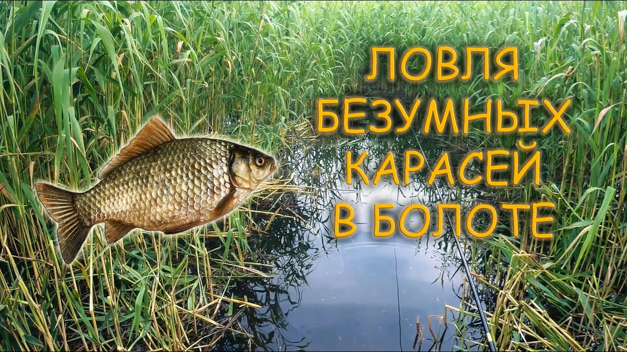 ЛОВЛЯ КАРАСЯ В КАМЫШАХ НА ПОПЛАВОК