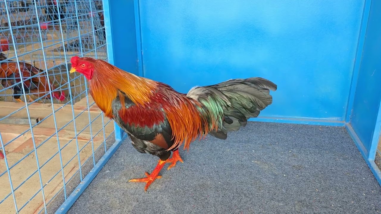 2em trống Asil mỹ pakistina