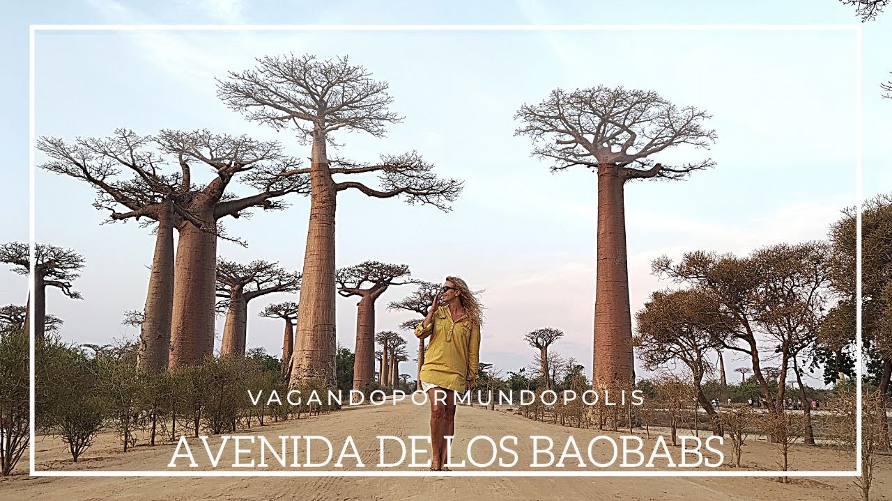 AVENIDA DE LOS BAOBABS 🌳- -▶️Ruta por Madagascar🐒