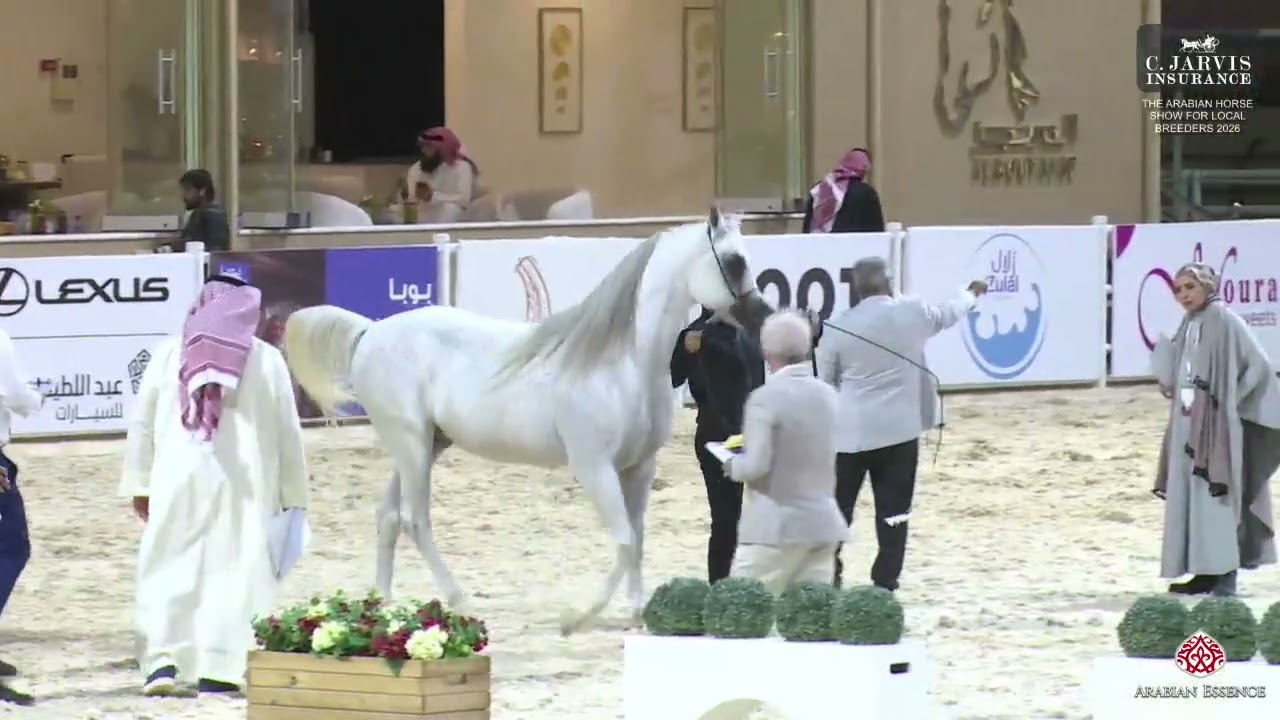 N.226 A GHAZWAN - The Arabian Horse Show For Local Breeders 2026 - Stallions 4