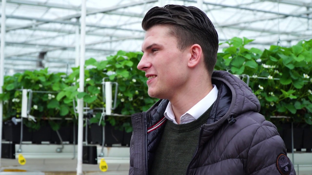 Hoe worden groente en bloemen verkocht op de veiling? - Kaskrakers