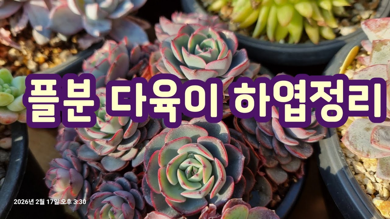 플분 다육이들 하엽정리하기 ~ 