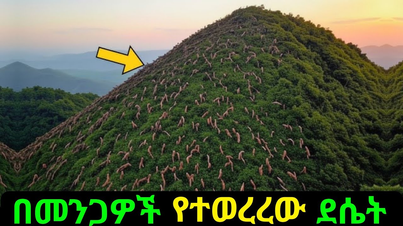 ከ 7ሺ በላይ መንጋ እንሰሳት በአንዴ ከሞቱበት ደሴት ጀርባ ያለ አስገራሚ ታሪክ 