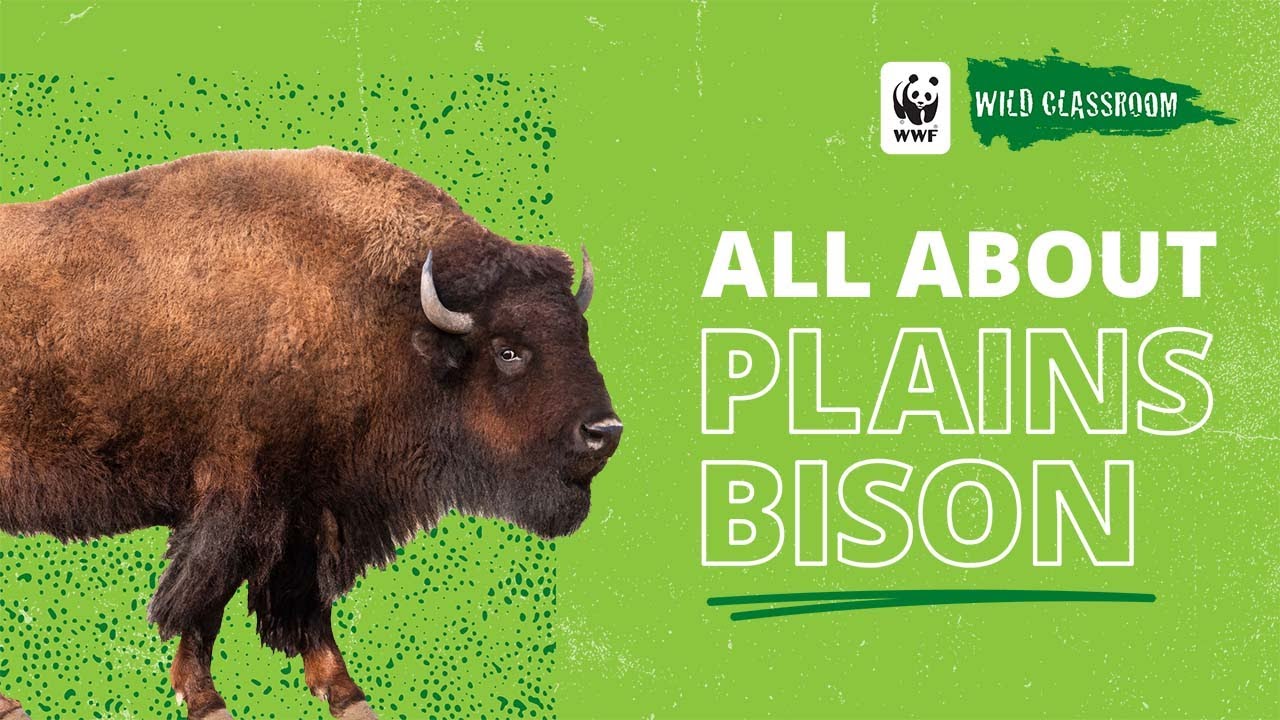 All About Plains Bison