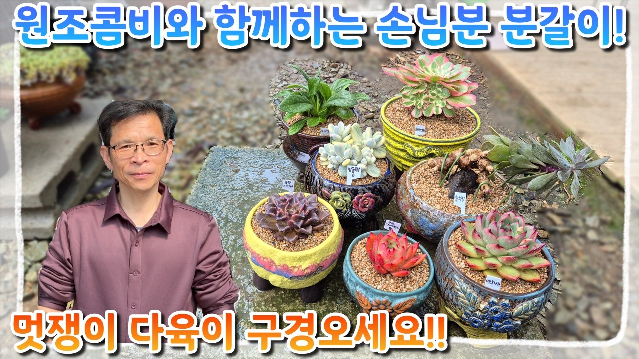 원조 콤비와 함께하는 손님 다육이 분갈이! 구경오세요~~