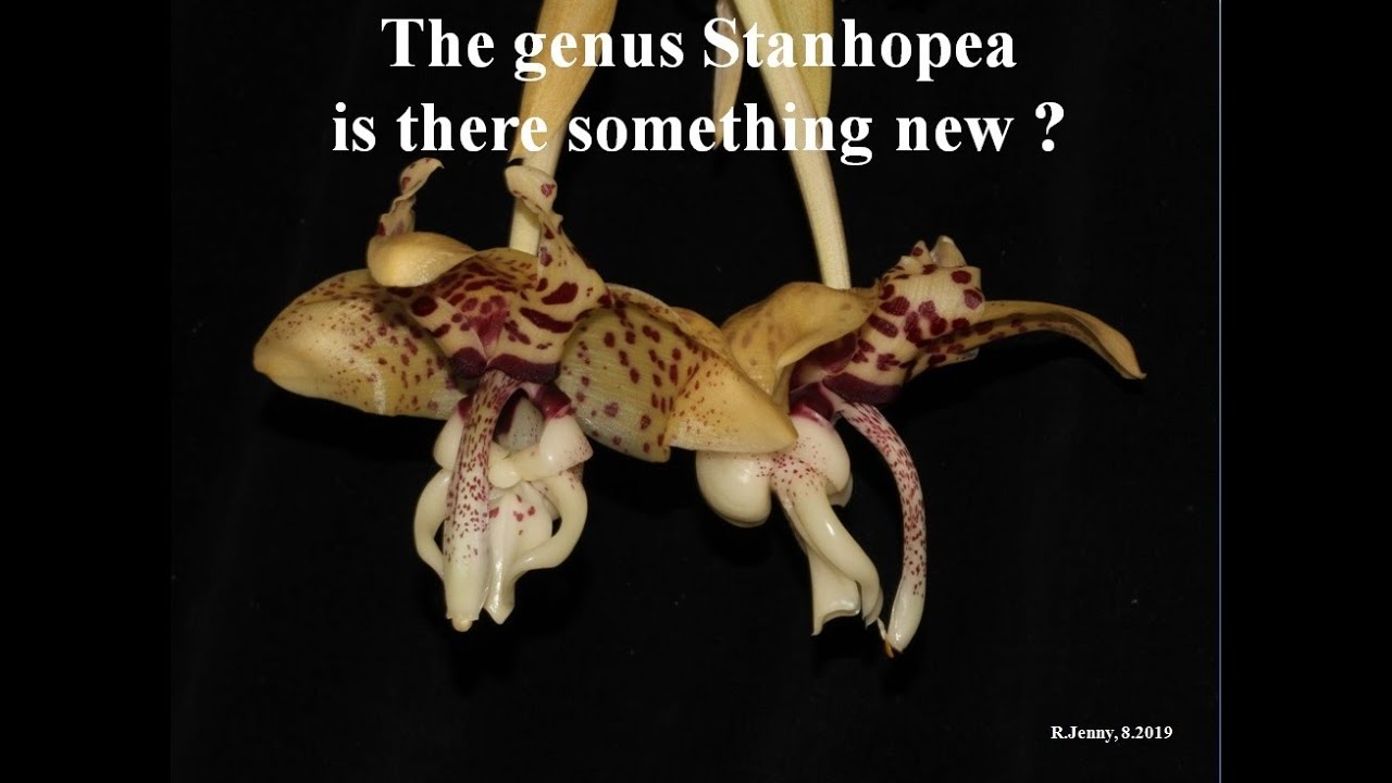 'The genus Stanhopea, is there something new ?' by Rudolf Jenny