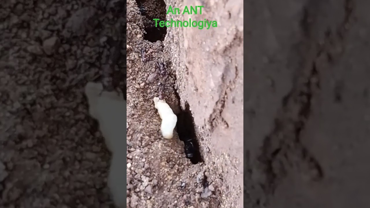 An Ant Technology चिटियां अपने से भी भारी और अपने से भी बड़ा साइज वाला मुंह में  कैसे लेकर जाते हैं