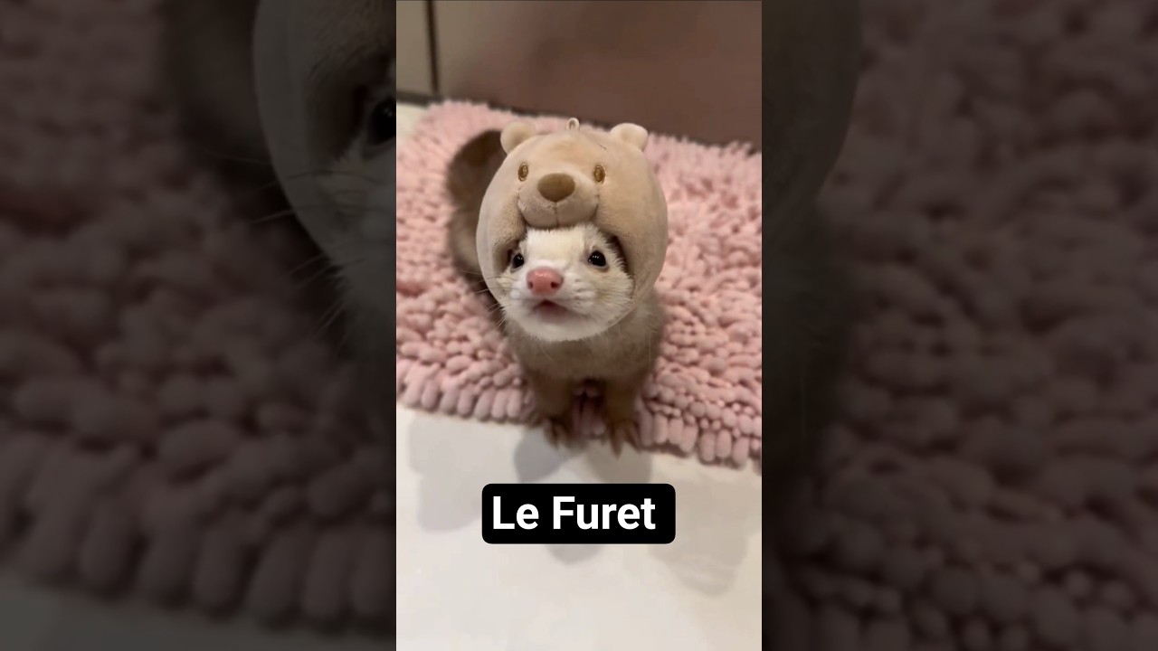 Le Furet !! ⚡️#furet #ferret #furets #animals #animaux #animauxdecompagnie