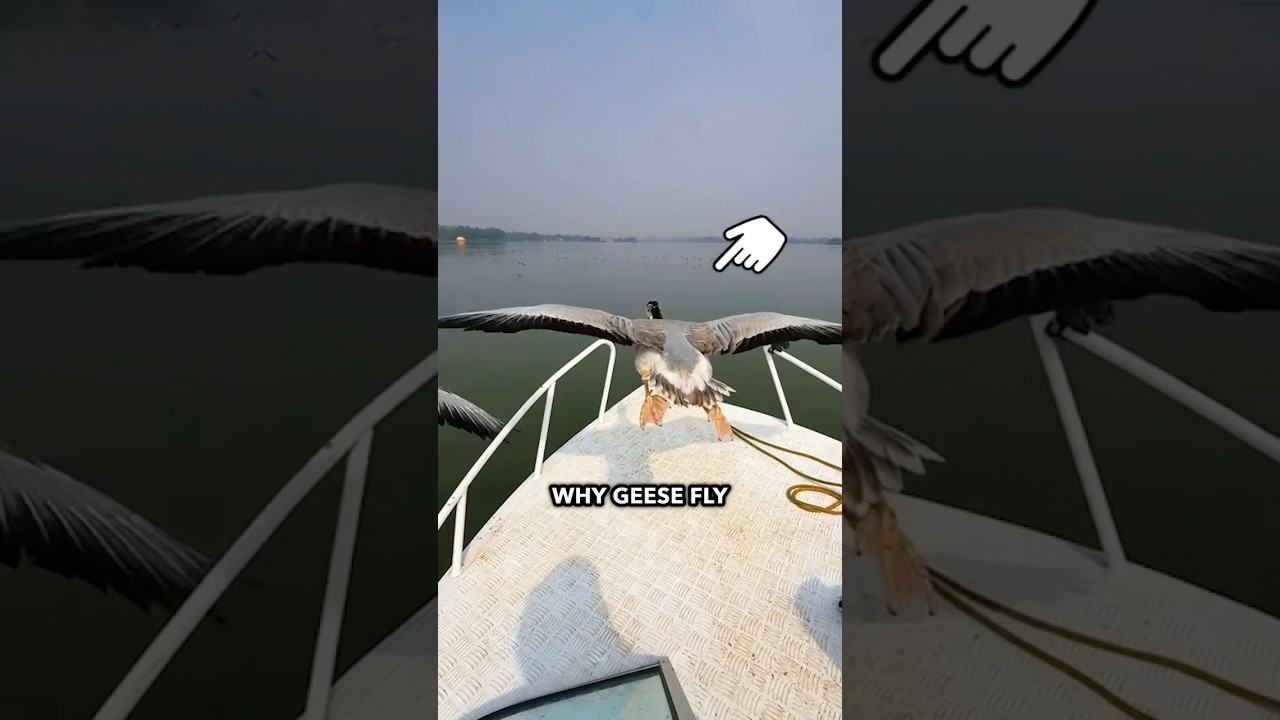 Why Do Geese Fly Next to Boats? #shorts