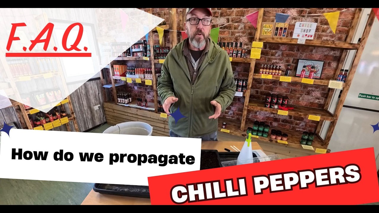 How We Germinate Chilli Seeds &ndash; The Open Tray Method