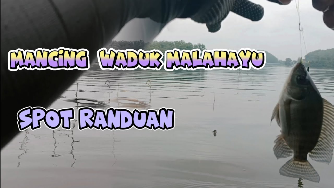 MANCING WADUK MALAHAYU SPOT RANDUAN #mancingnila #mancingdiwaduk #nyobok #mancing #mancingmania 