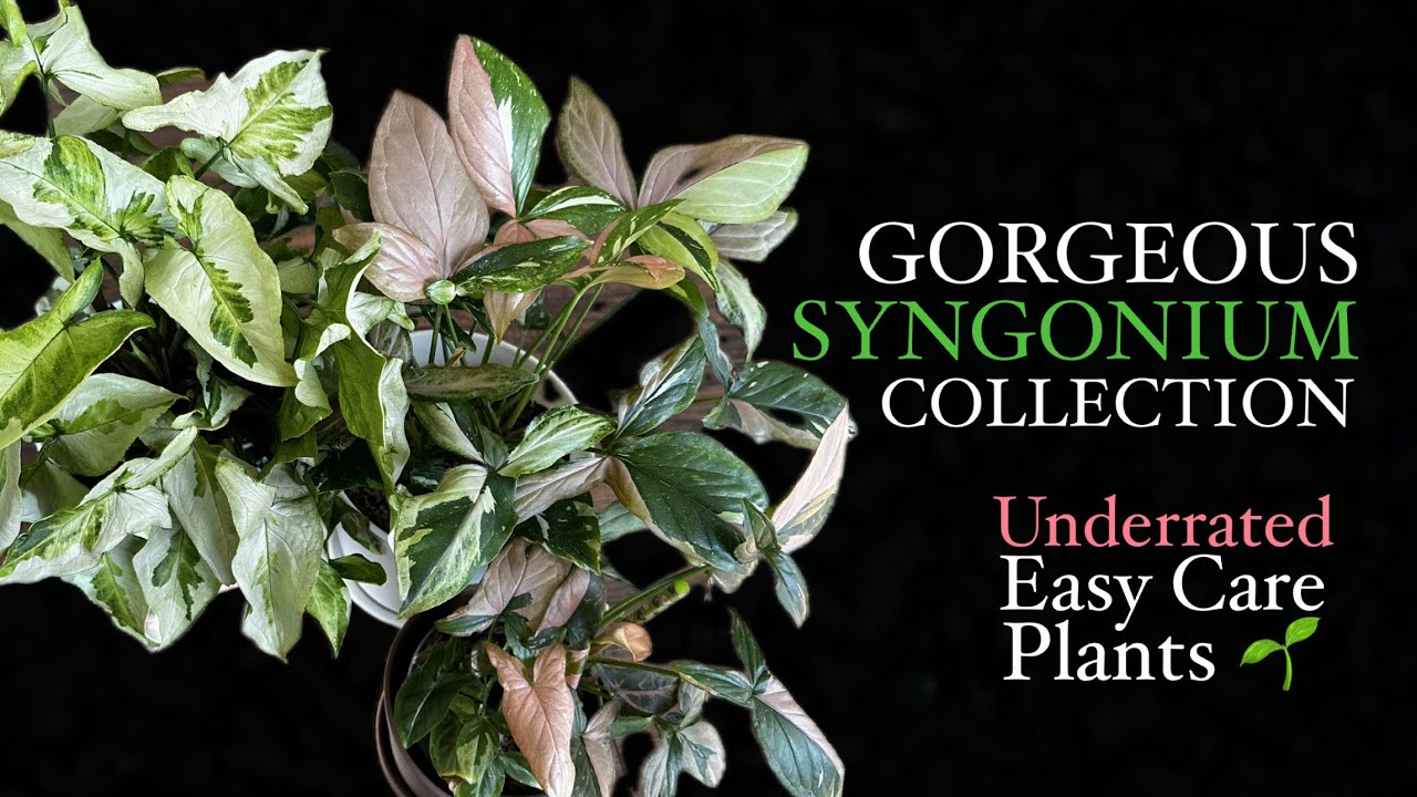 Gorgeous SYNGONIUM Collection - Arrowhead Plant Collection and Descriptions