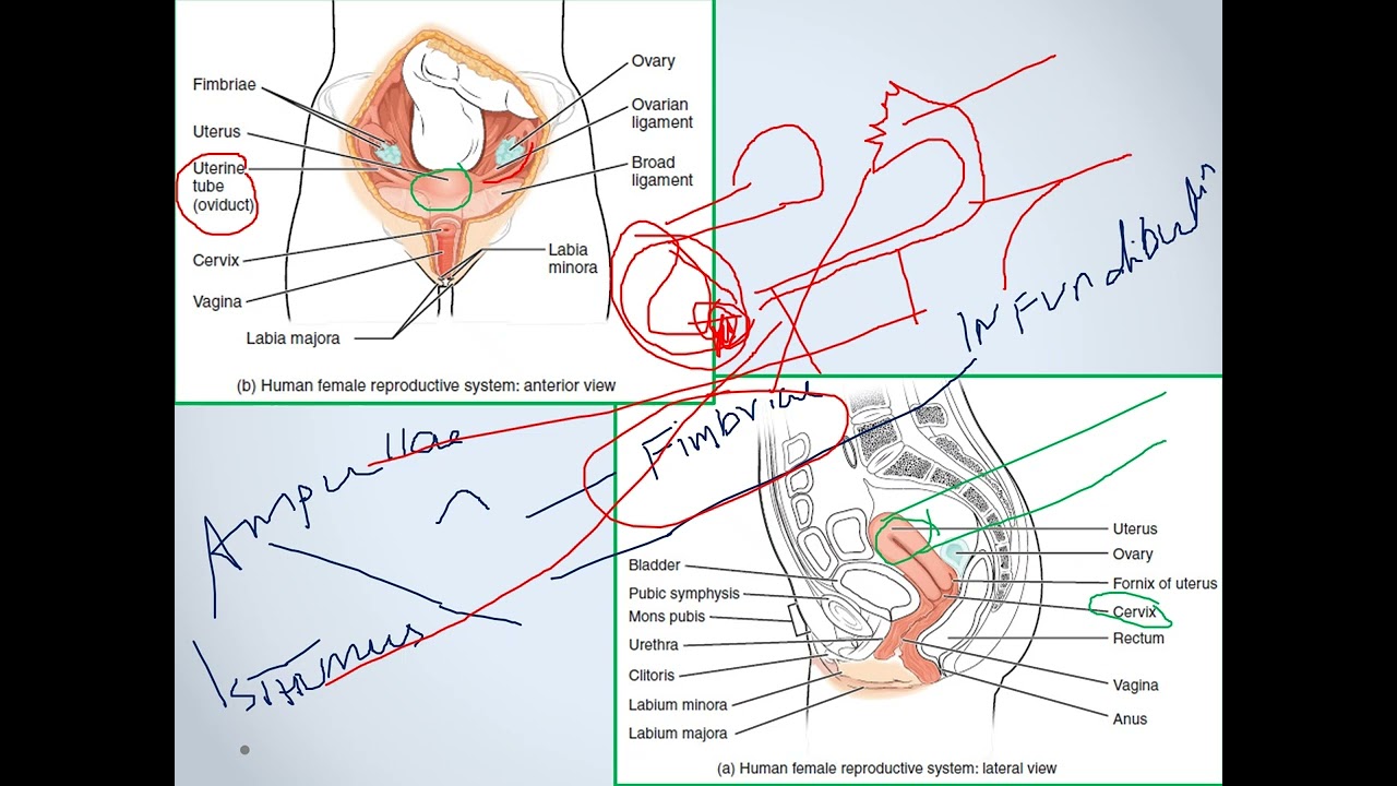 Female Reproductive System