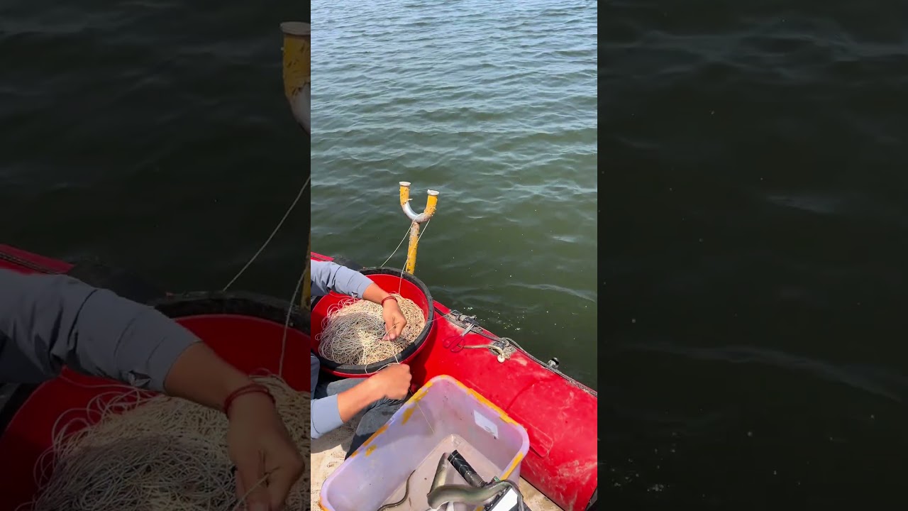Fishermen catch eels in the river by casting long fishing lines with multiple hooks