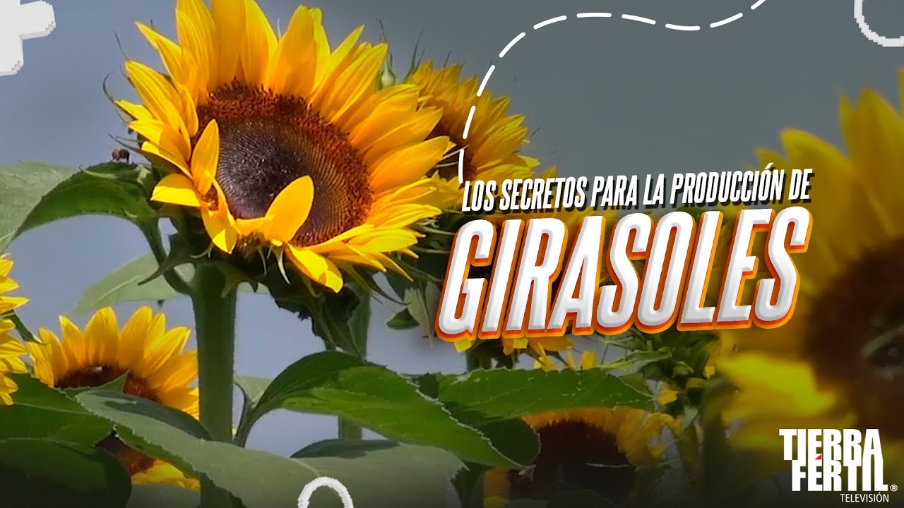 Los secretos para la producción de Girasoles