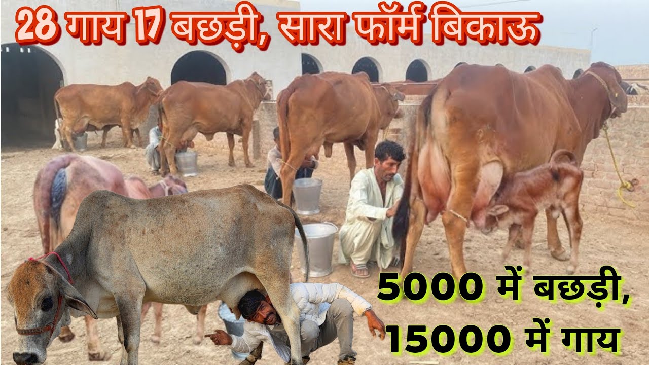 5000 में बछड़ी, 15000 में गाय 😳, 45 गाय का सारा फॉर्म बिकाऊ। Lowest Price, Full Farm For Sale
