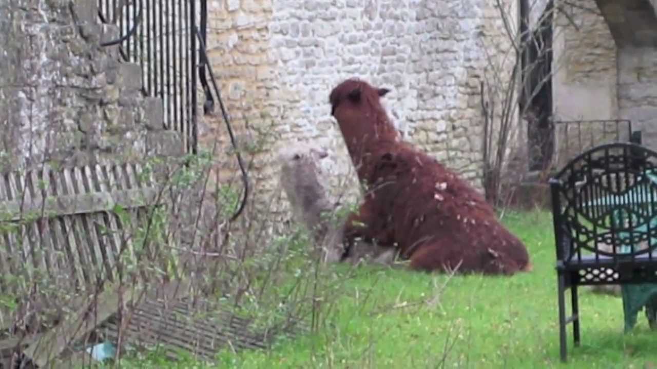 Alpacas mating