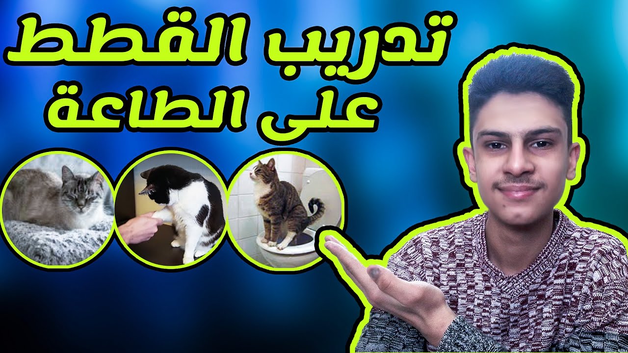 طريقة تدريب القطط على الطاعة و على بعض التدريبات البسيطة (قضاء الحاجة في الحمام-المصافحة-مكان النوم)