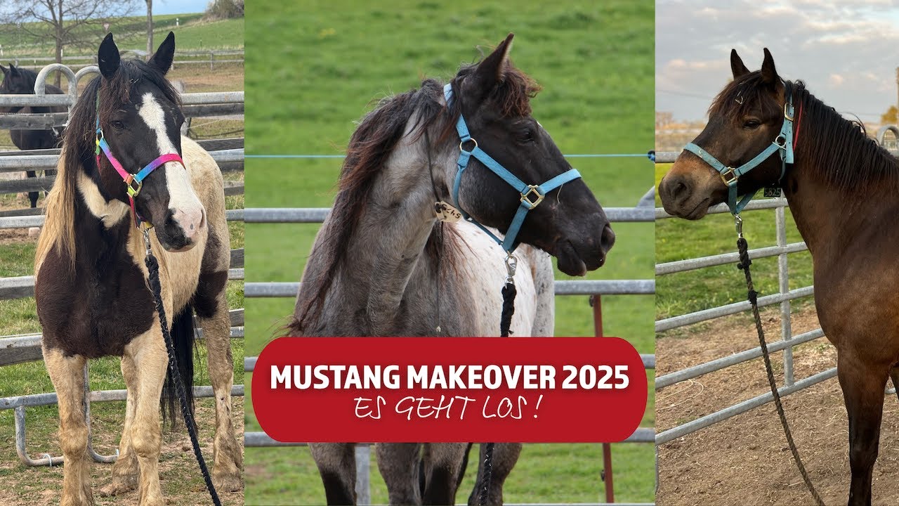 Die wilden Mustangs sind angekommen! Die Trainer Challenge 2025 kann starten 😍