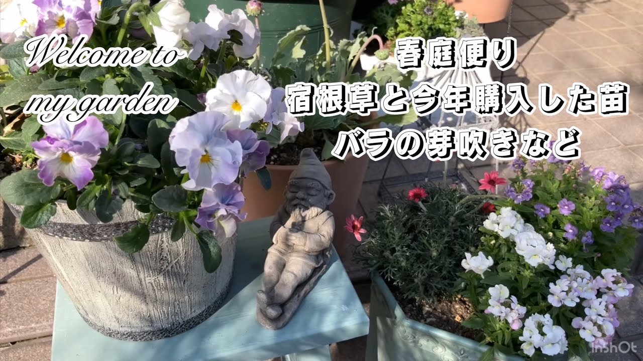 2025年春庭便り【宿根草と今年購入した苗，バラの芽吹きなど】