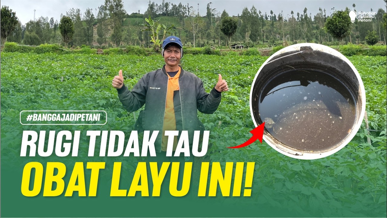 BANYAK PETANI RUGI! INI OBAT LAYU KENTANG YANG JARANG DIKETAHUI