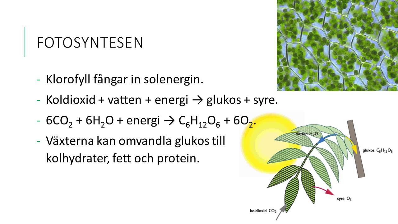 Fotosyntes och cellandning