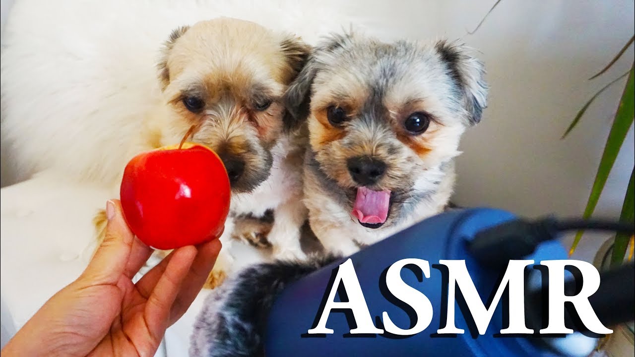 ASMR Dogs Eating  an Apple 🍎 Cachorro Comendo Maça #NOTALKING #Mouthsounds