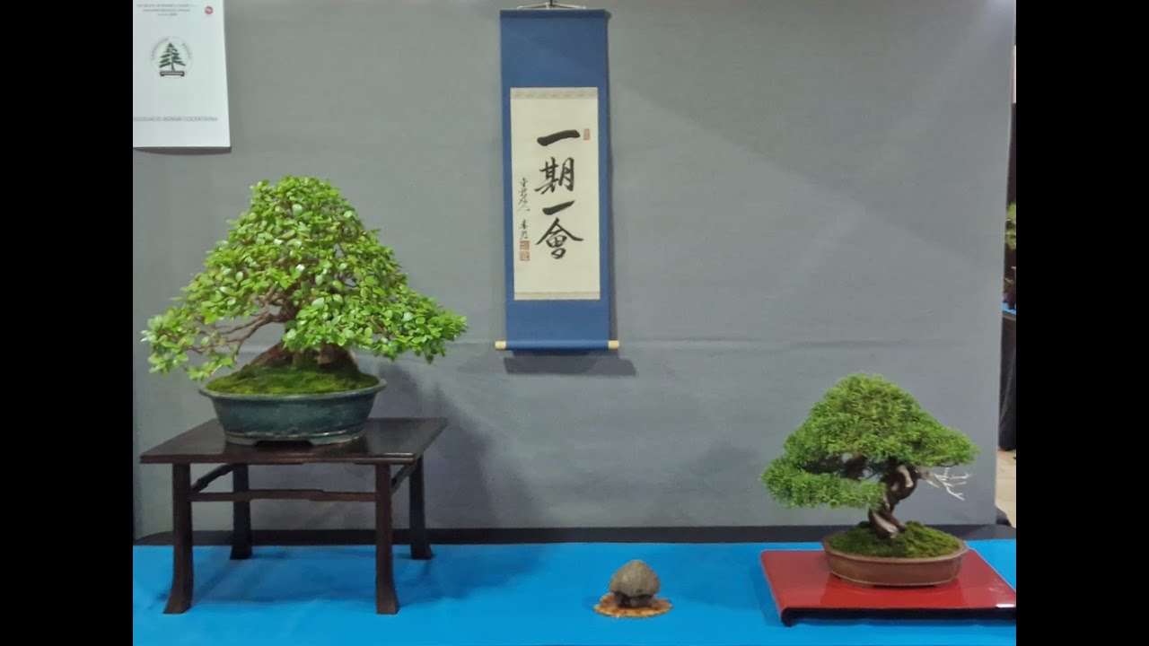 XIX MOSTRA DE BONSAI de la Comunidad Valenciana  ORIHUELA 2024