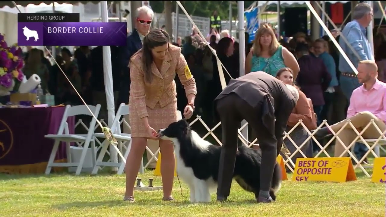 Border Collies | Breed Judging 2022