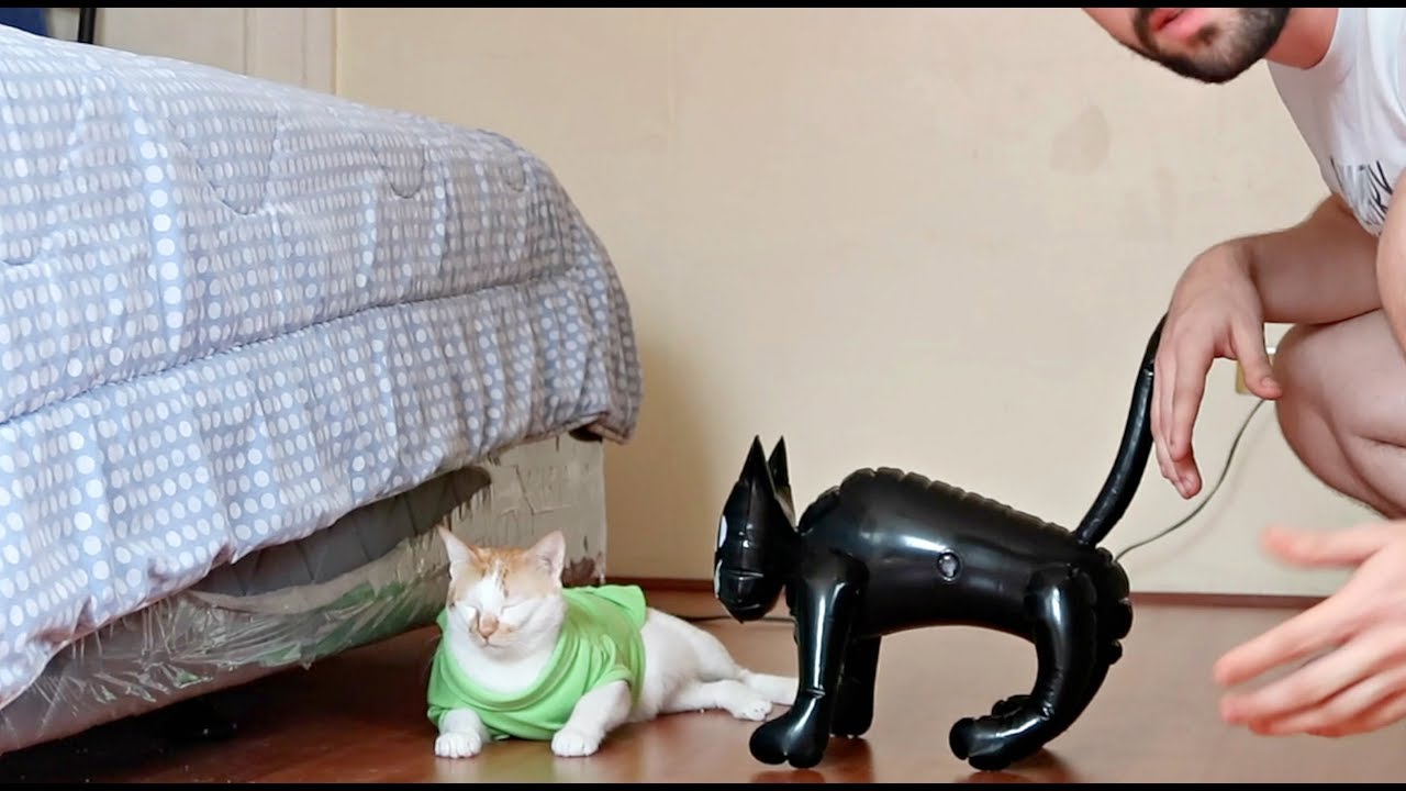 Pranking My CATS with a 
