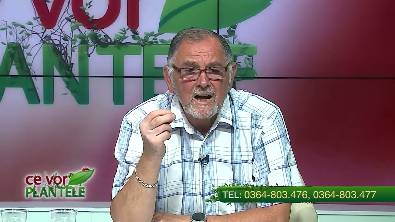 Cum scăpăm de păduchele lânos la meri?