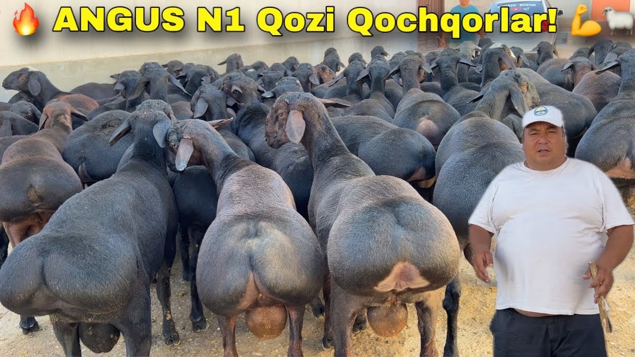 💥 ILYOS TOG‘AGA CHEMPION QOZILAR! 🐏🔥 N1 SOTUV, SHOSHILING! 🚀