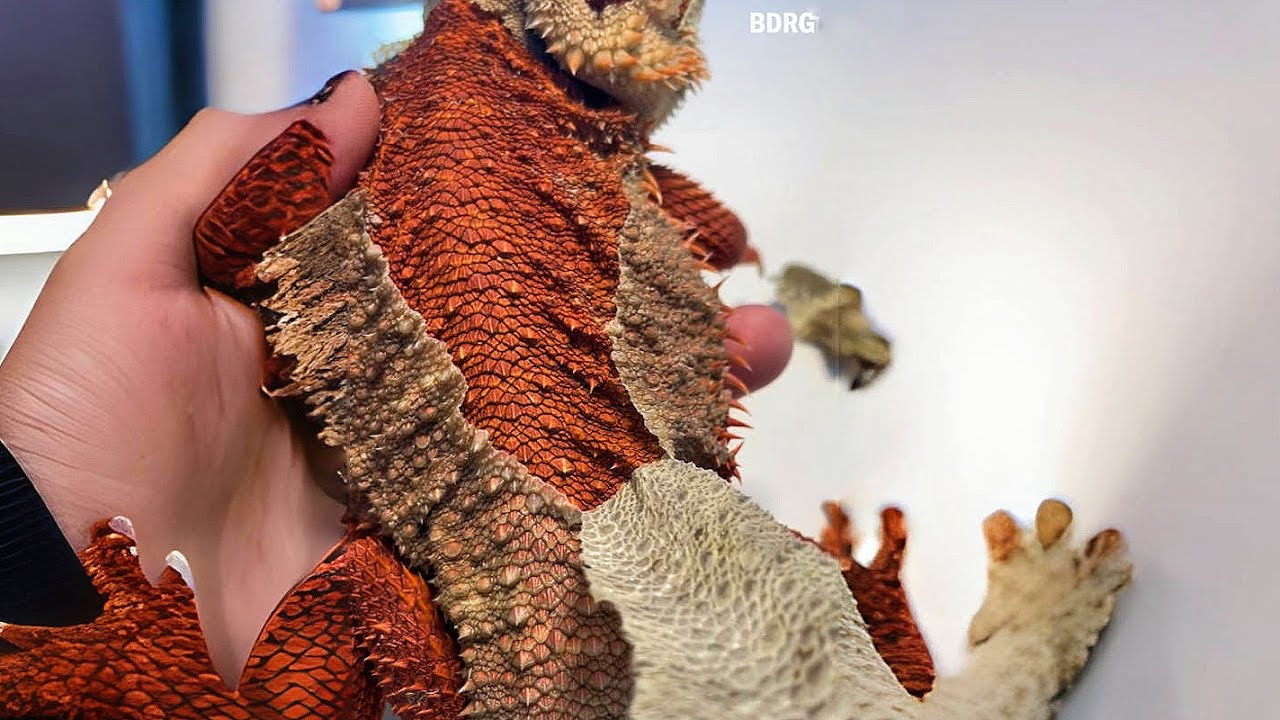 ASMR Shedding Skin Bearded Dragon Series 3 | Bearded Dragon Shedding Guide for Beginners