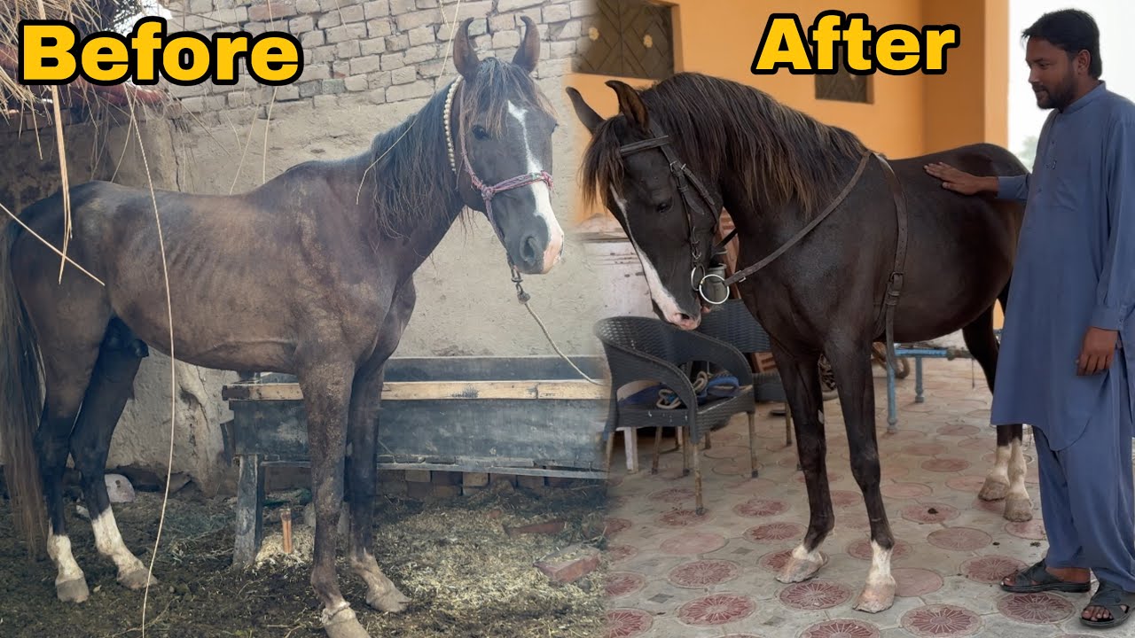 Haddiyon ka Pinjar Tha, Aaj Dekhiye Wahi Ghoda Kitna Shandar! | Mastana Horse Transformation