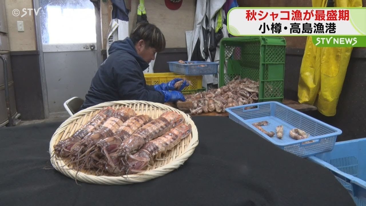 秋シャコ漁が最盛期迎える　小樽・高島漁港で水揚げ