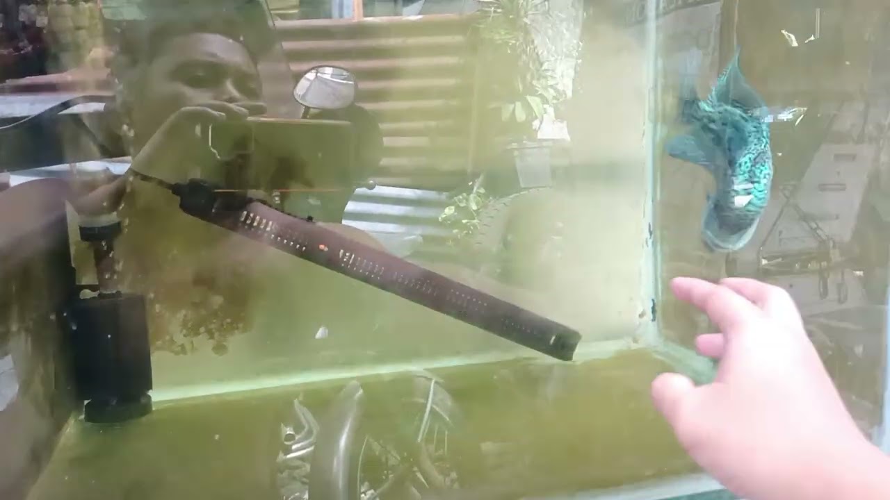 flowerhorn blazion kamfa f2 